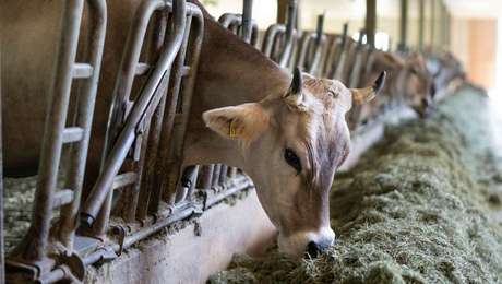 Milchviehhaltung als Grundlage der Rohmilch