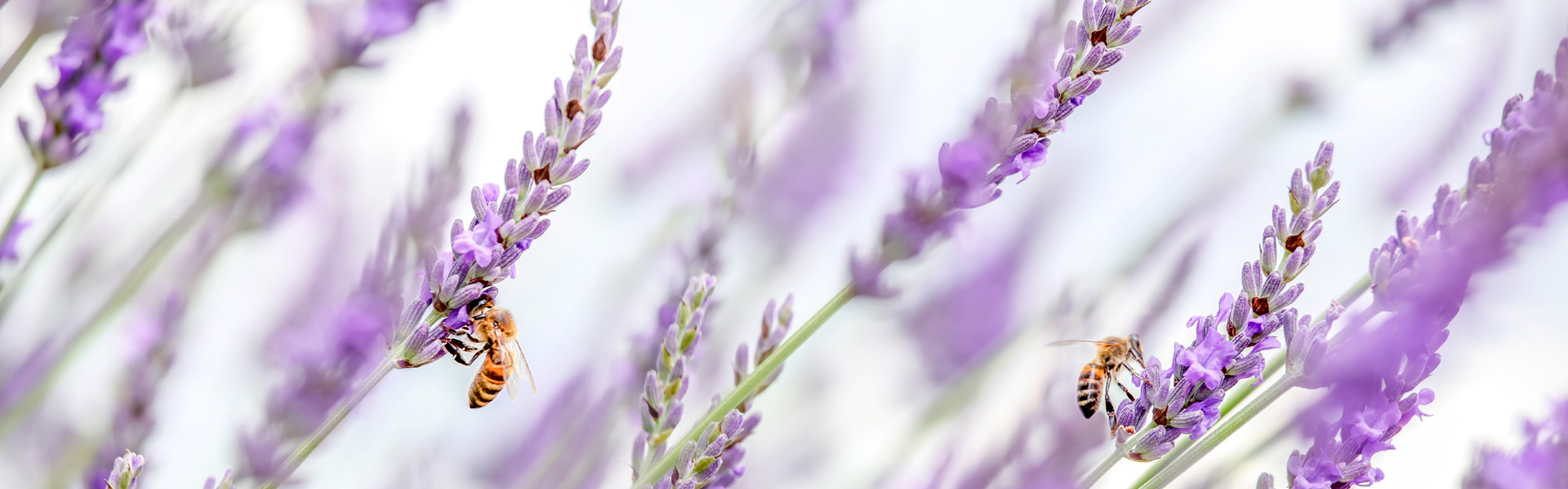 amynova nature