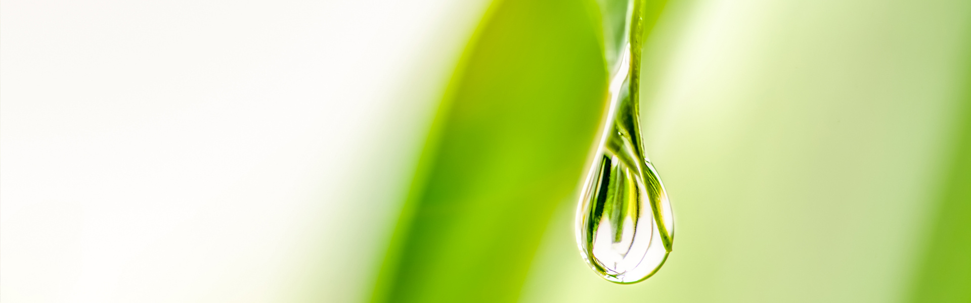 Header Green Drop