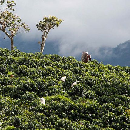 Fair-Trade-Kaffee von ausgewählten Kaffeefarmen
