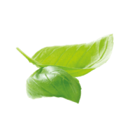 Kräuter
