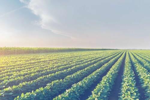 Segment Agro