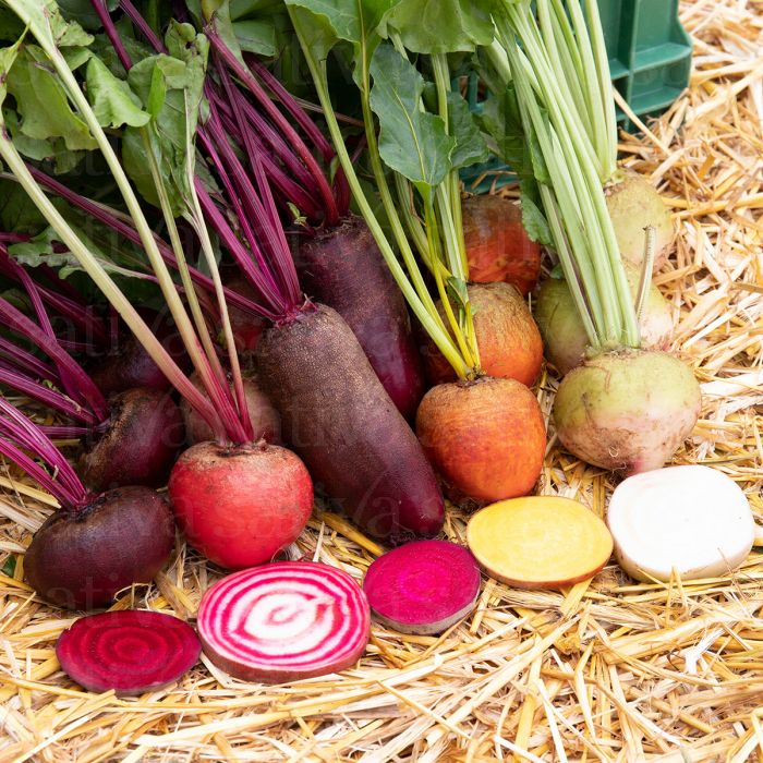 Bunte Randen