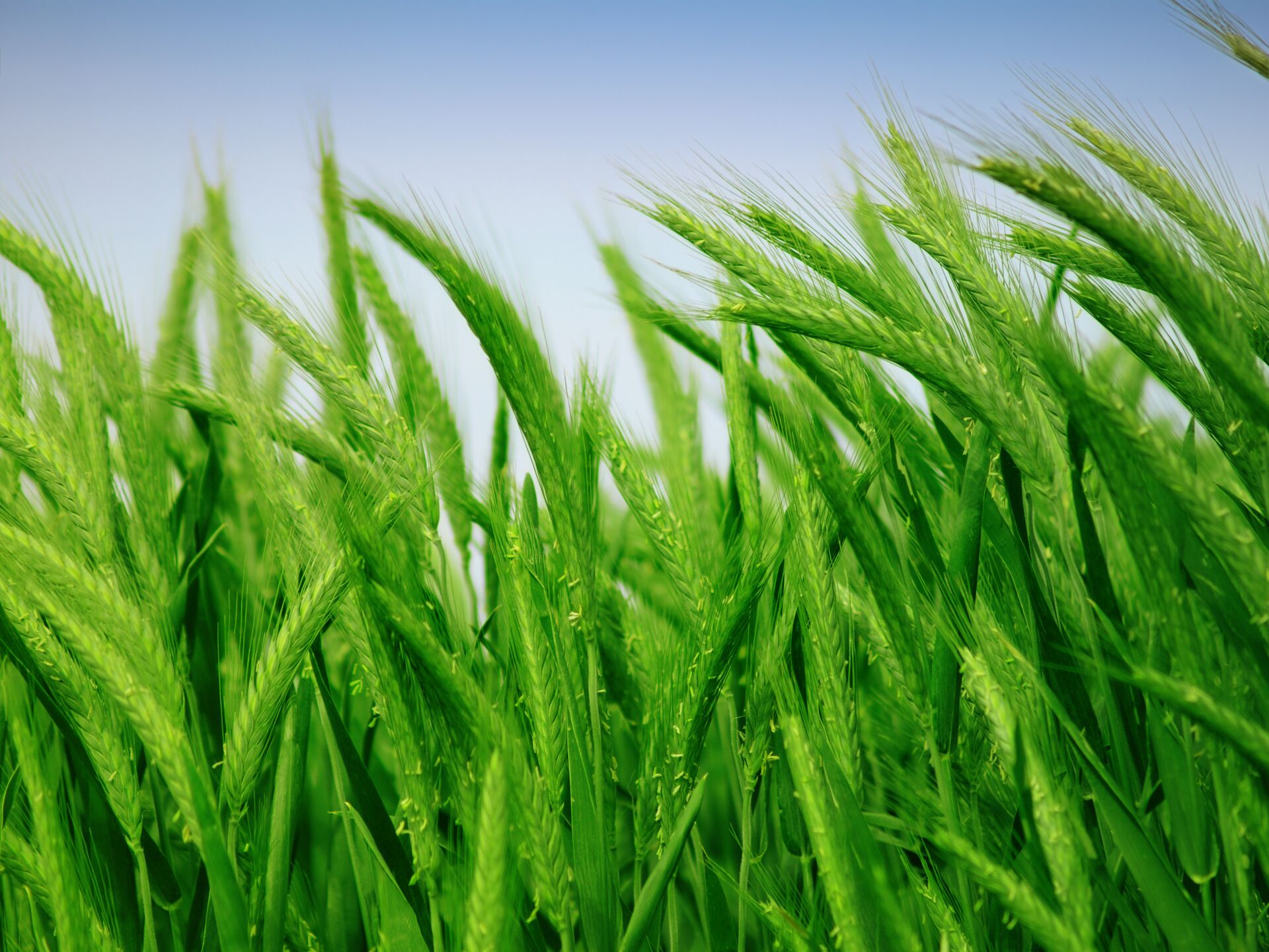 Landhandel in Falkenberg