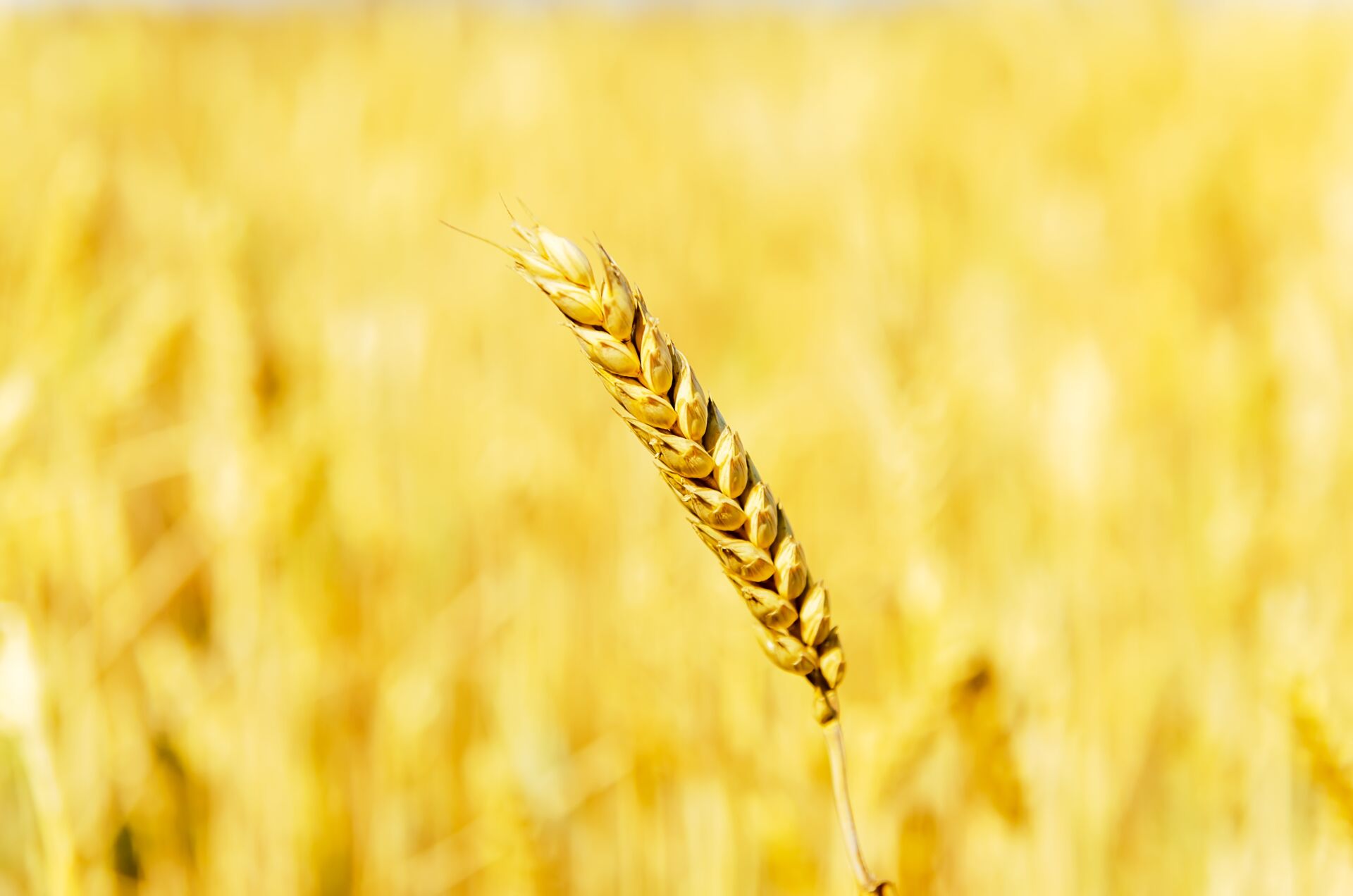 Landwirtschaft und Landhandel