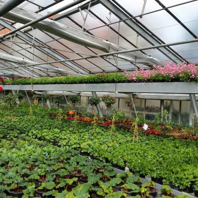 Saison-Ausverkauf in der Gärtnerei
