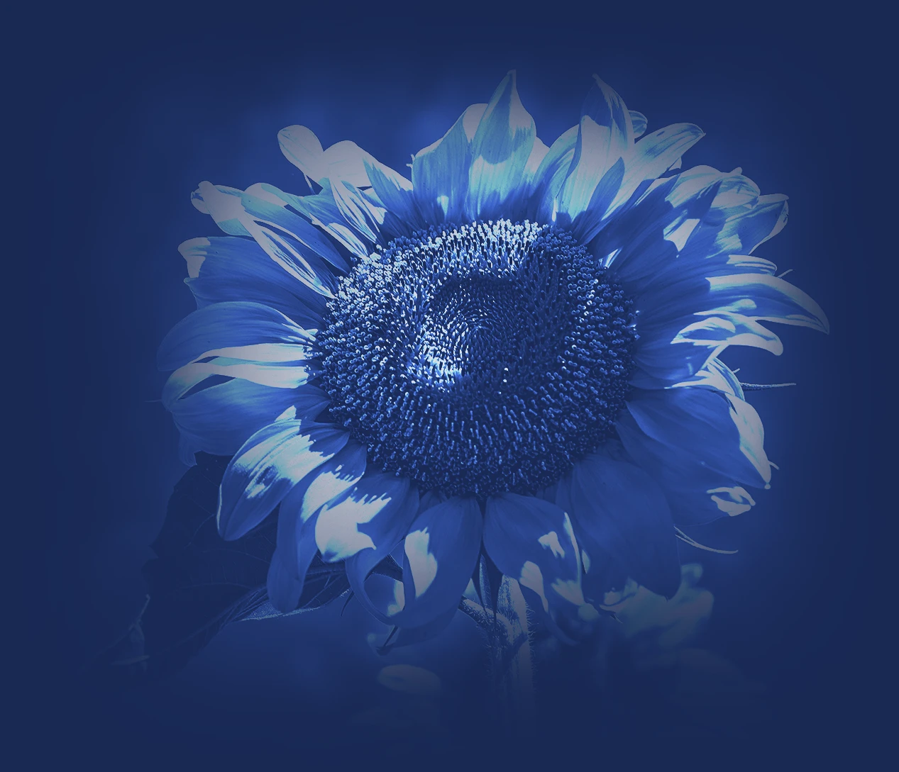 Rohes Pflanzenöl (Sonnenblume, Raps, Soja)