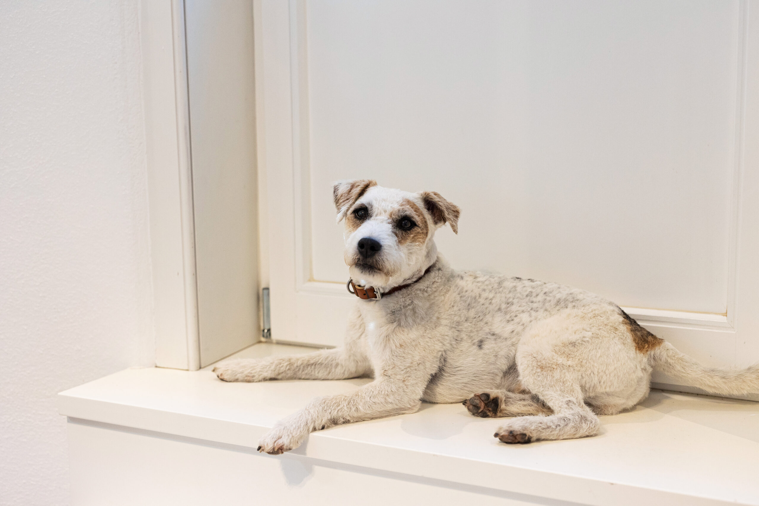 Stöpsel – Bürohund