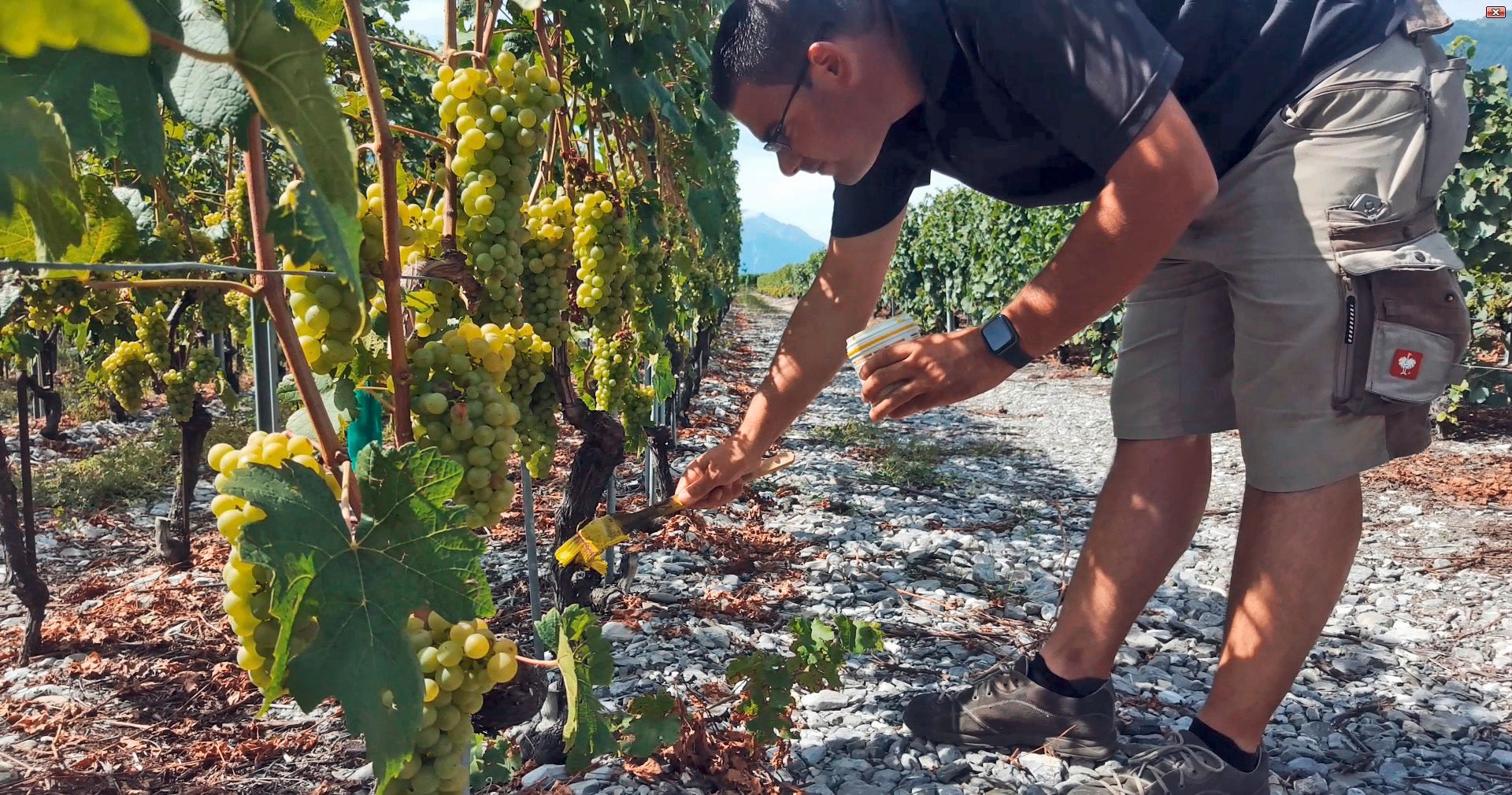 Grafting vines (Greffons)