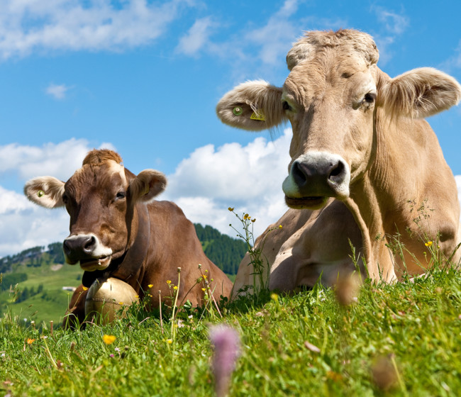 Rohstoff Milch aus bayerischer Herkunft