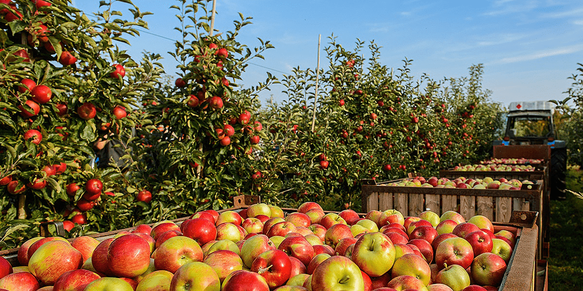 Referenz: Werder Frucht GmbH | TU Dresden