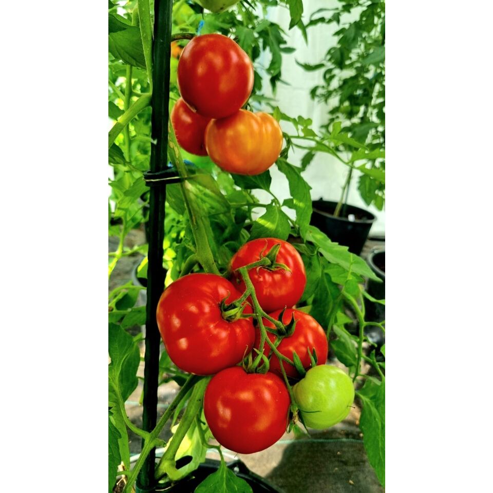 Tomate Feuerwerk, 10 Samen