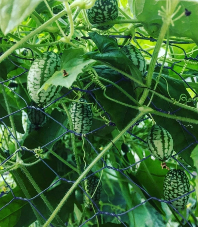 Mexikanische Mini Gurke