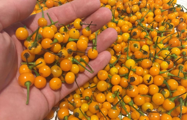 Chili Aji Charapita