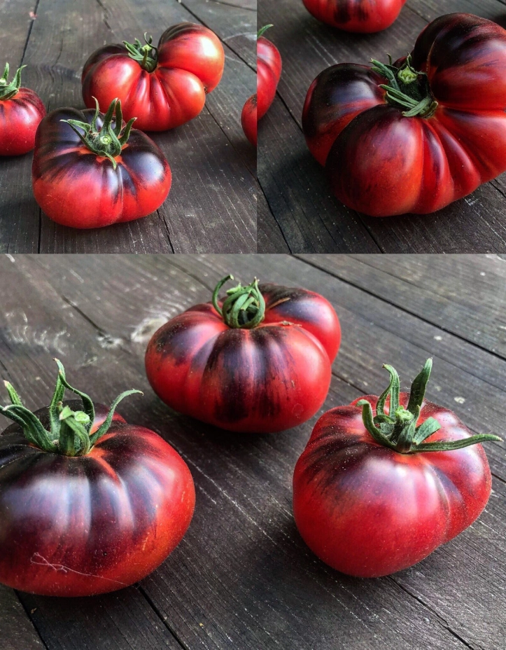 Tomate Indigo Blue Beauty