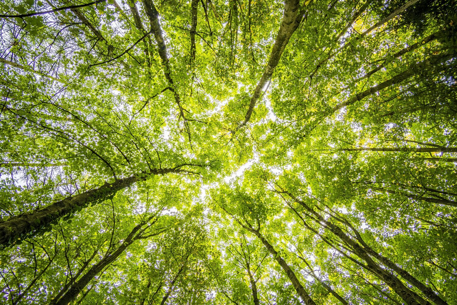 FSC®-Kennzeichnung (FSC® C018791)