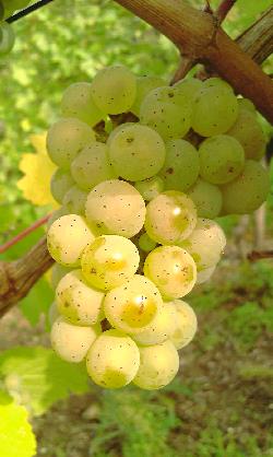 Rieslinge