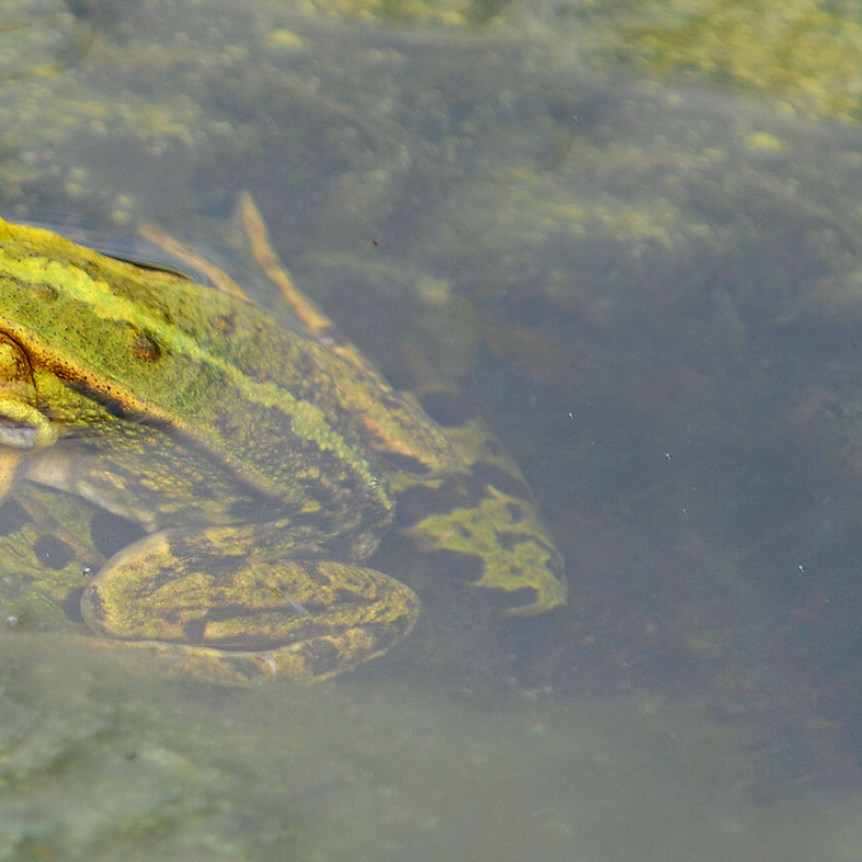 Renaturierter Abbausee mit Biotop