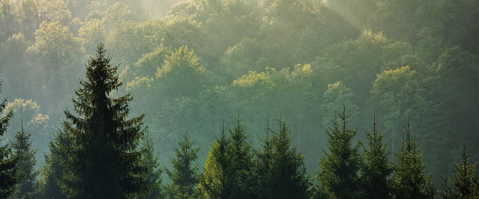 Mayer-Gruppe – SBTi-Net-Zero-Initiative
