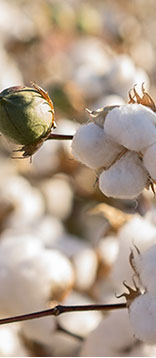 Organic Cotton