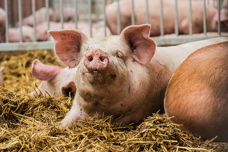 Schweinefleisch-Verarbeitung