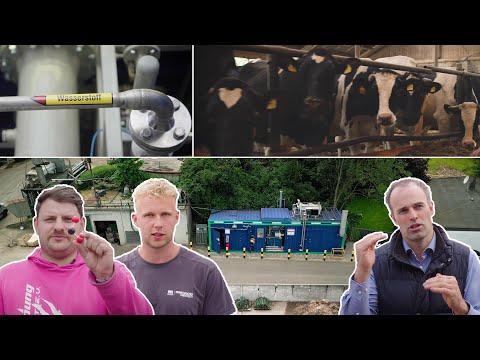 Wasserstoff vom Bauernhof: Energie aus Kuhmist