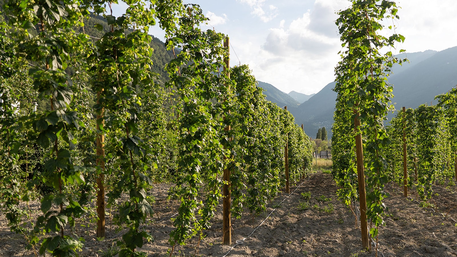 Biere (L'Échappée, Nez Noir Premium Lager Bio)