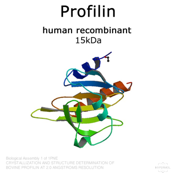 Profilin (human recombinant)