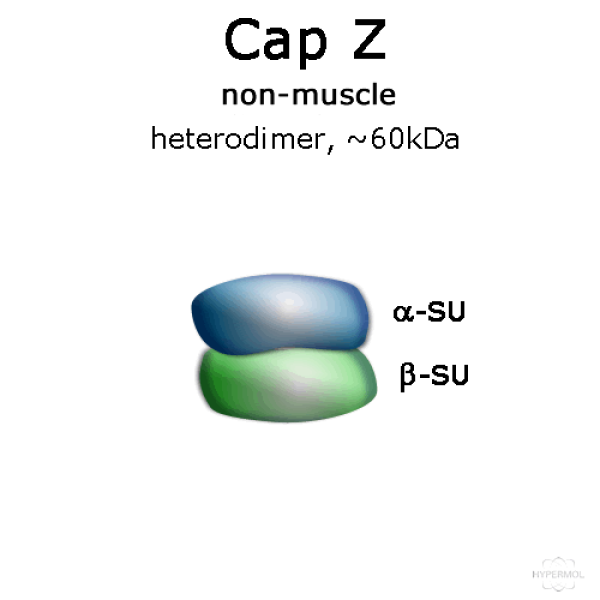 CapZ