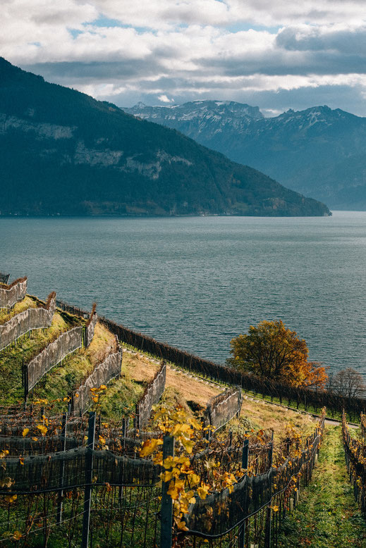 Weinkeller im Schloss Spiez