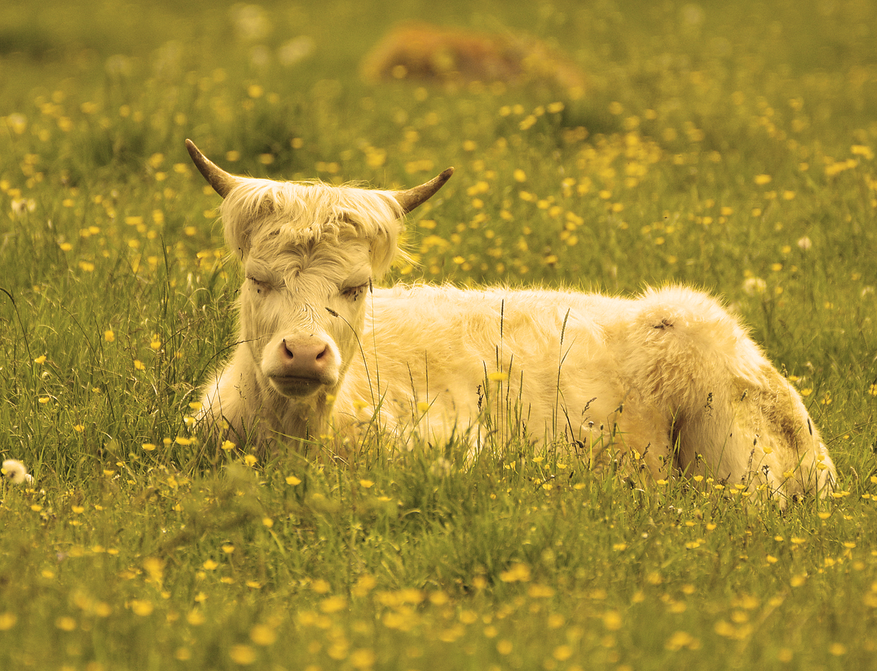 Wiese mit Kalb