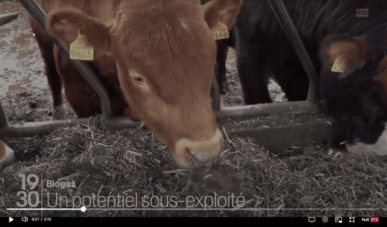 Bioabfall aus Mist als Rohstoff für Treibstoff