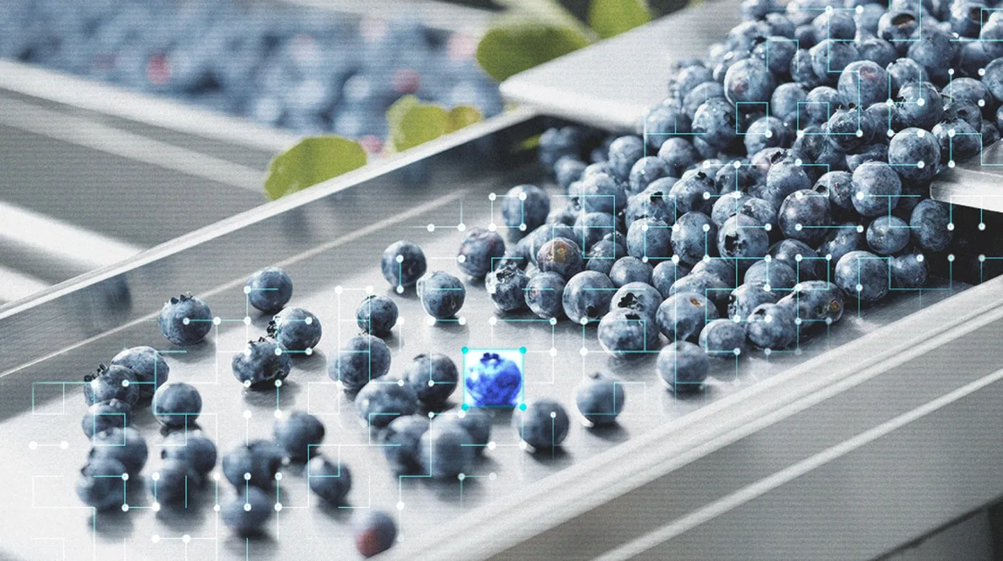 Inline-Analyse von Blaubeeren auf dem Förderband