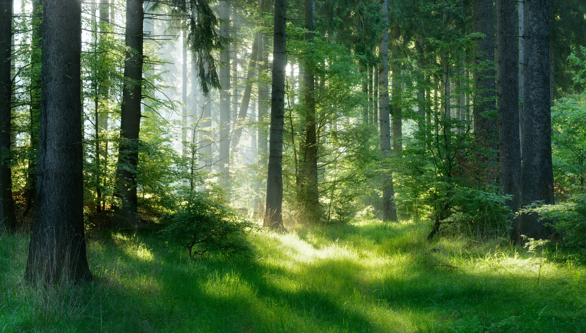 Nachhaltige Waldbewirtschaftung