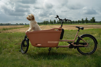 Dolly Lastenrad