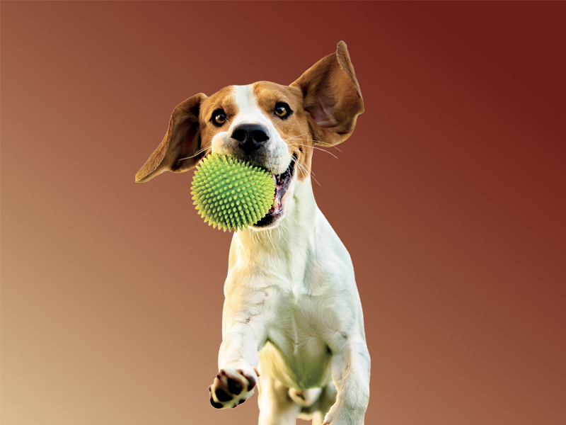 Animal Nutrition
