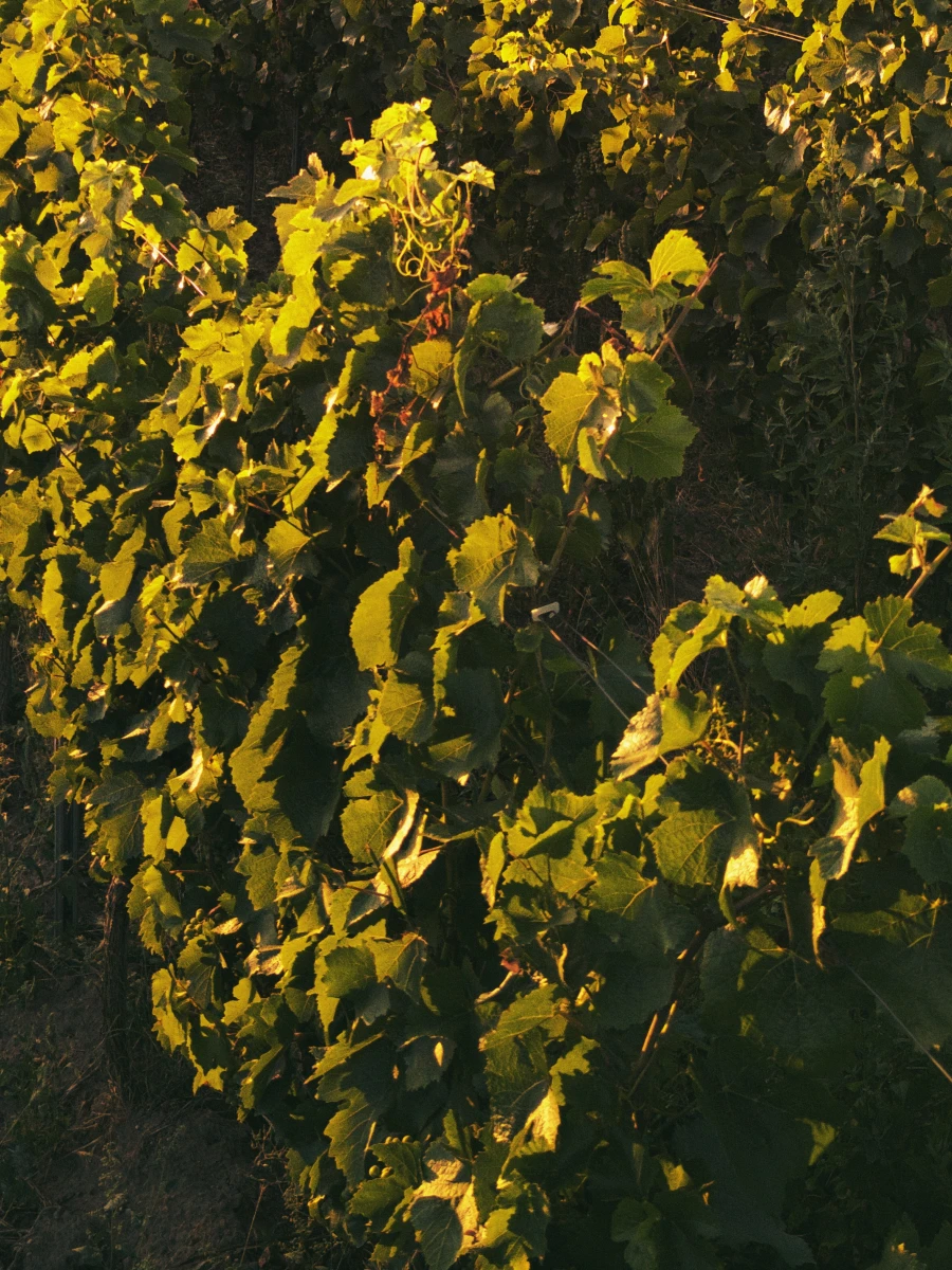 Weinberge in Wiesbaden-Kostheim