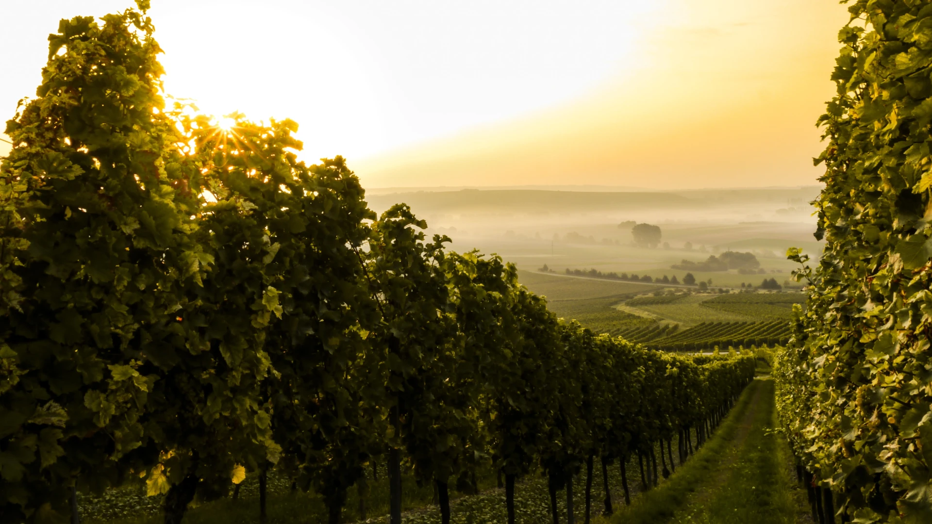 Blick durch die Weinreben auf das Rheingau-Tal