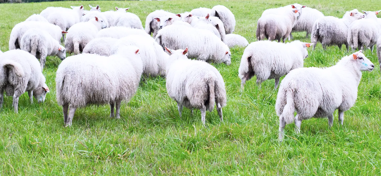 Lammfleisch aus der Zerlegung