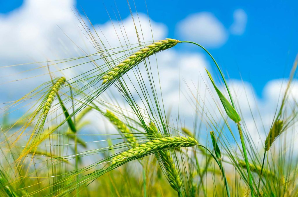 Fertilizer Additives