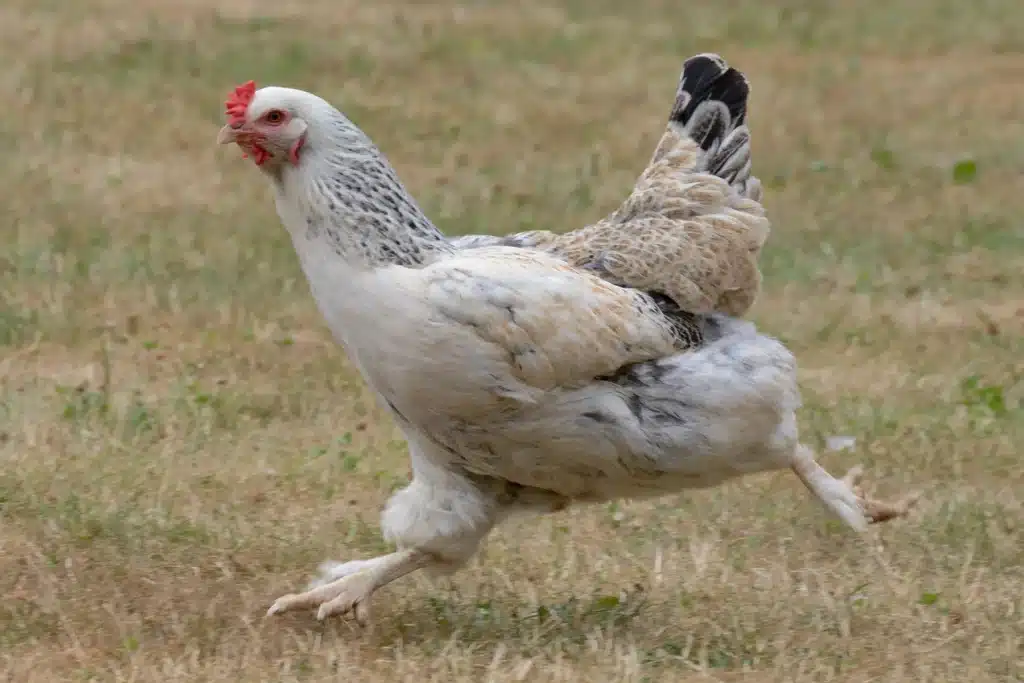 Geflügel in Freilandhaltung