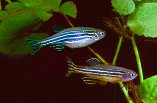 Ökotoxizitätstests mit Fischen