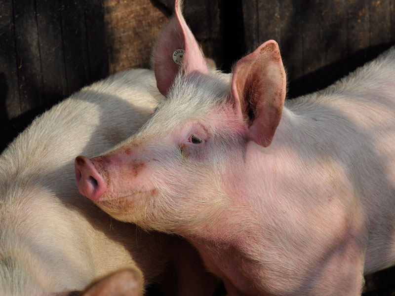 Schweinehaltung nach Qualitätsmarke