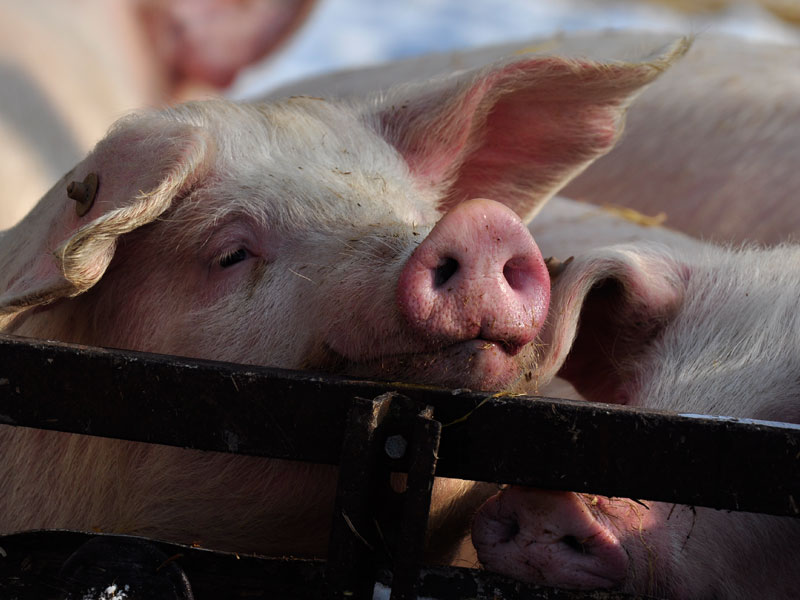 Schweine der Qualitätsmarke