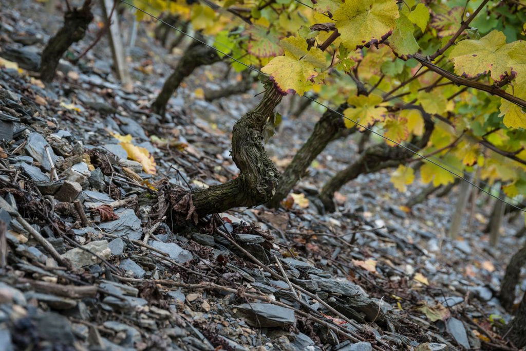 Weinberg mit Schieferboden
