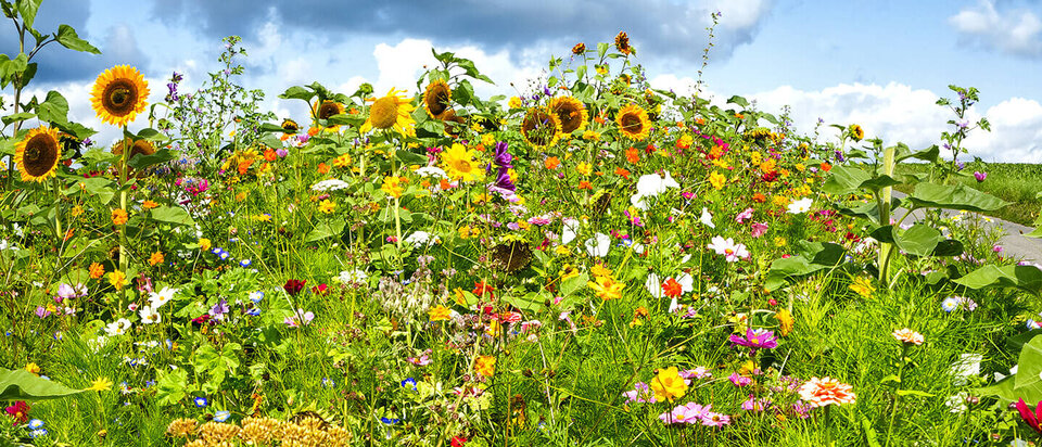 Blumenwise – Sonnenblumen