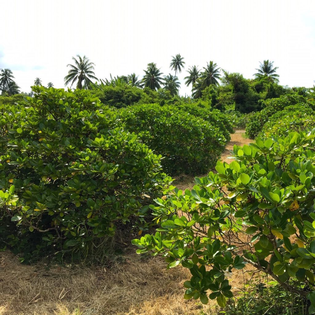 Tiare-Tahiti-Plantage in Französisch-Polynesien, Herkunft des Monoï