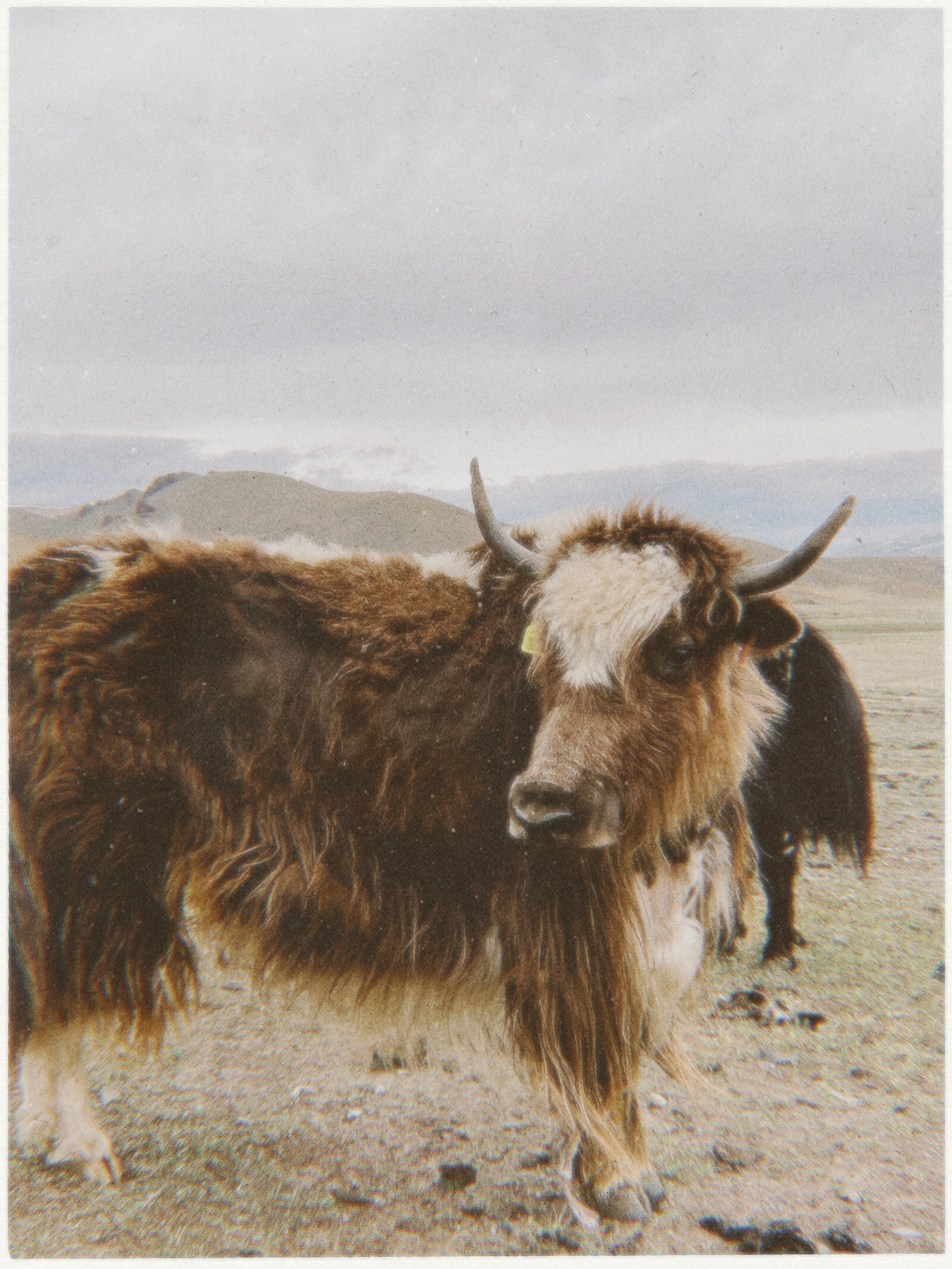 Standort Ulaanbaatar