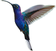 Kolibri-Symbol