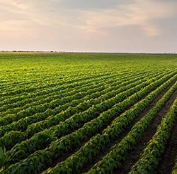 Landwirtschaft